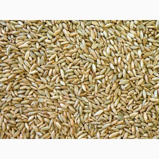 Продам жито (рожь) 500т., сельхоз производитель, доставка или самовывоз, безнал с НДС