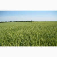 Насіння сильної пшениці Грантія одеська Еліта - рекомендована для вирощування в зоні Степу