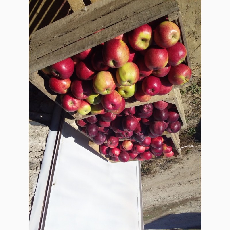 Фото 3. Яблука на продаж
