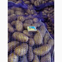 Насіннєва картопля 2 репродукція Гранада від виробника Акція!! Ціну знижено