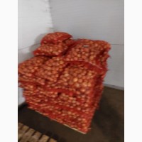 Насіннєва картопля 2 репродукція Гранада від виробника Акція!! Ціну знижено