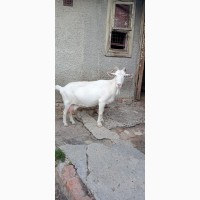 Продам двух молодых дойных коз