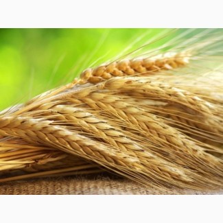 Закупляемо пшеницю 1-6кл и отходи на самовивоз