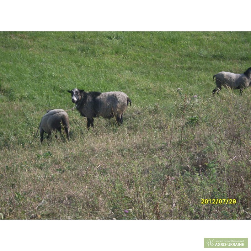 Фото 2. Продам овец романовской породы