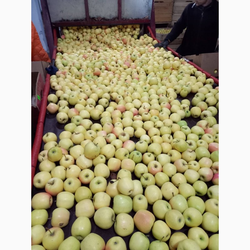 Фото 7. Продам яблука