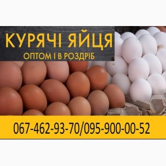 Курячі яйця від виробника