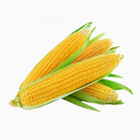Продам кукурудзу 1000 тонн, Кіровоградська обл, Новомиргород