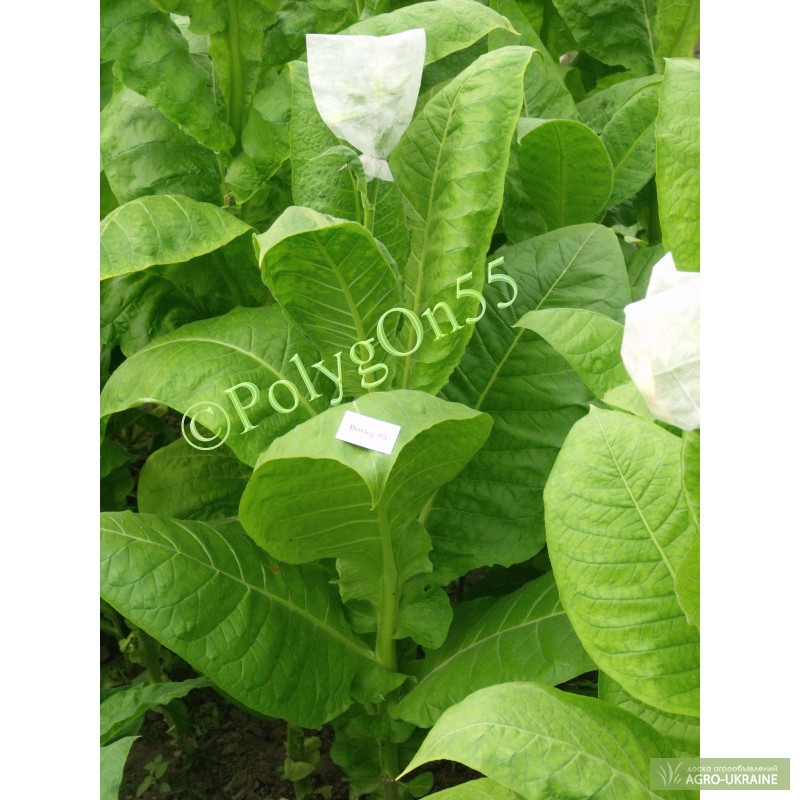 Фото 2. Семена табака и махорки