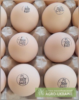ТОВ «Мулард Україна» реалізує інкубаційні яйця порід РОСС 308 та КОБ 500.