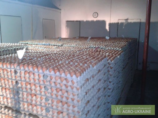 Фото 2. ТОВ «Мулард Україна» реалізує інкубаційні яйця порід РОСС 308 та КОБ 500.