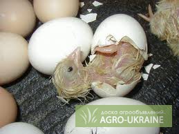 Фото 3. ТОВ «Мулард Україна» реалізує інкубаційні яйця порід РОСС 308 та КОБ 500.