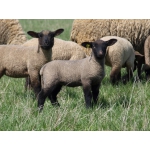 Продам овец породи суфолк