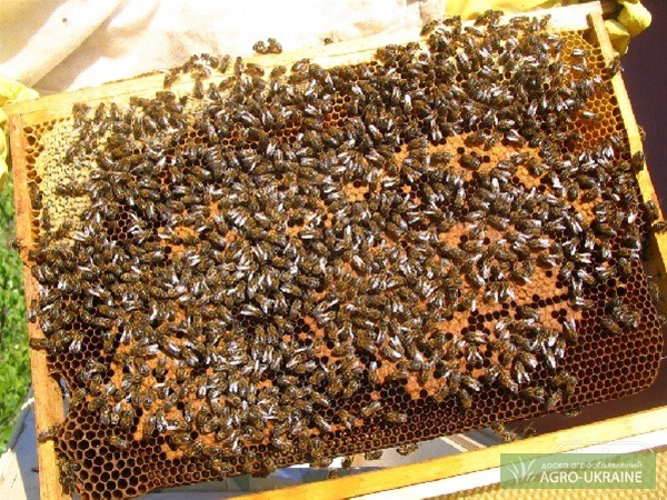 Фото 3. Пчелопакеты карпатской породы с доставкой