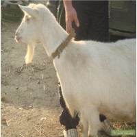 Полтавские козы
