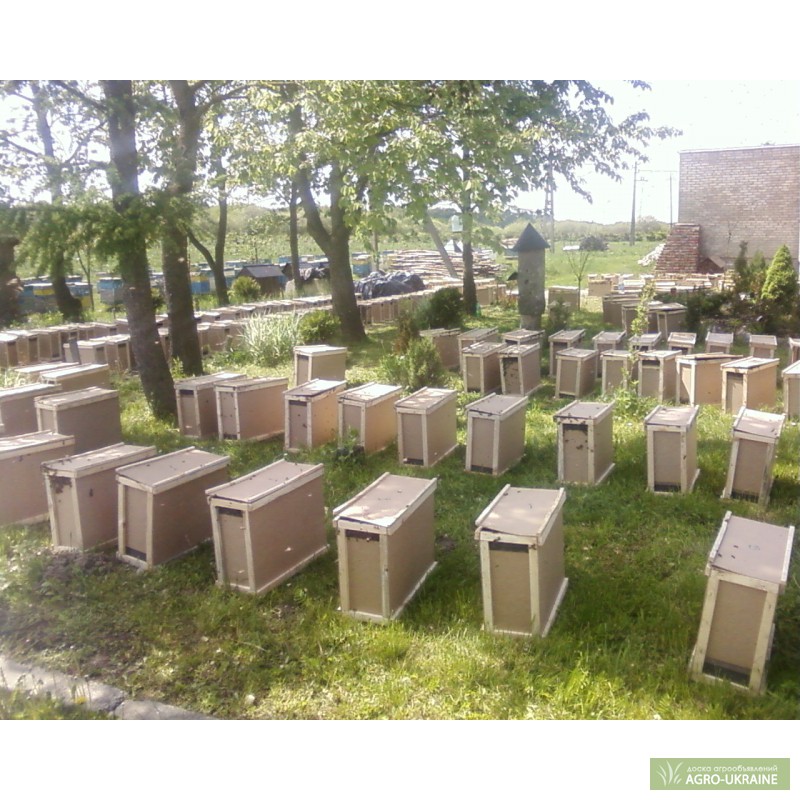 Фото 2. Продам пчелопакеты Карпатка в Днепропетровской обл