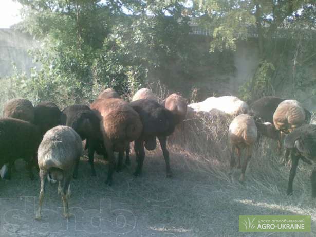 Фото 2. Продажа чистокровных овцы : азиаты, гиссары и эдельбайские