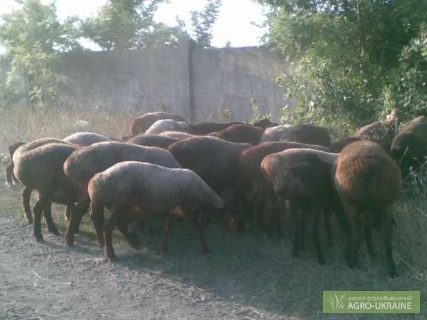 Фото 3. Продажа чистокровных овцы : азиаты, гиссары и эдельбайские