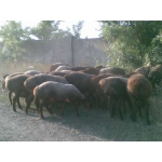 Продажа чистокровных овцы : азиаты, гиссары и эдельбайские