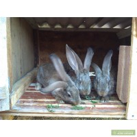 Кролики Фландры