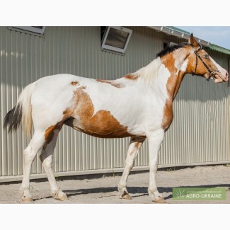 Породистая лошадь AURORA, кватерхорс (четвертьмильная лошадь), кобыла