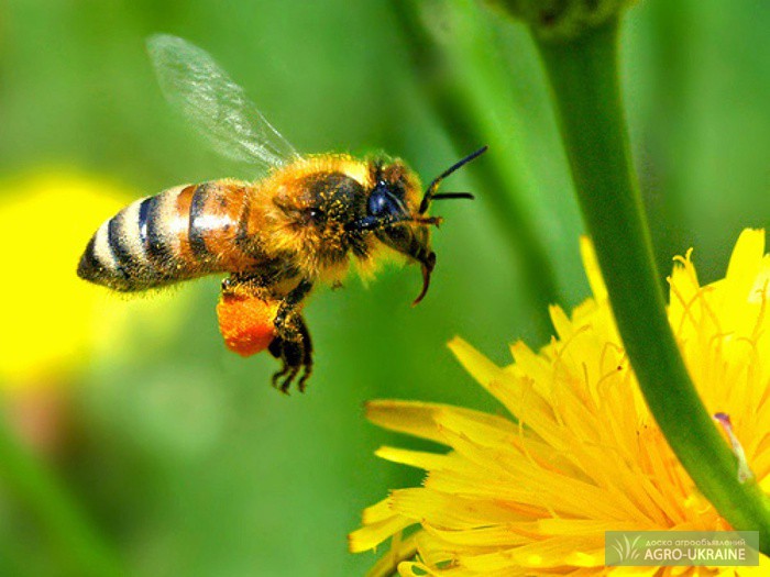 Фото 2. Бджолині плідні (мічені) матки карпатської бджоли. Бджолопакети