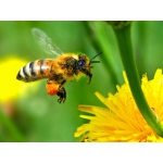 Бджолині плідні (мічені) матки карпатської бджоли. Бджолопакети