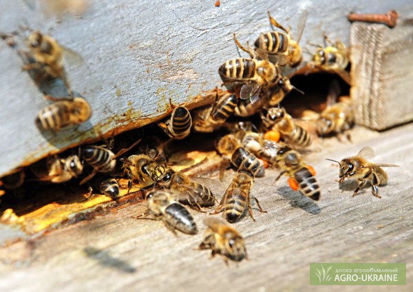 Фото 3. Бджолині плідні (мічені) матки карпатської бджоли. Бджолопакети