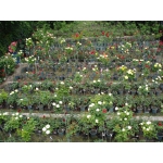 Саженцы роз, плетистые, бордюрные, парковые и штамбовые розы