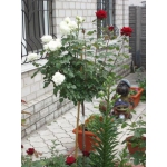 Саженцы роз, плетистые, бордюрные, парковые и штамбовые розы