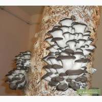 Мицелий (семена) грибов Вешенка, мешки полиэтиленовые для выращивания грибов