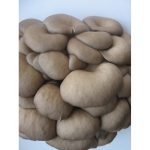 Мицелий (семена) грибов Вешенка, мешки полиэтиленовые для выращивания грибов