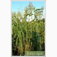 Продам семена суданской травы сорта Одесская 221