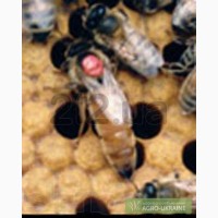 Пчелопакеты итальянской породы