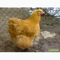 Инкубационное яйцо и цыплята кур породы орпингтон палевый