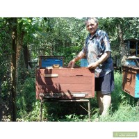 Продам 20 бджолопакетів КАВКАЗЬКОЇ породи