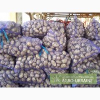 Продам картофель, продажа картофеля (картошки) оптом в Украине