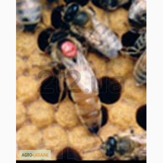Пчелопакеты «отводки», матки «пчеломатки» итальянской породы и карника