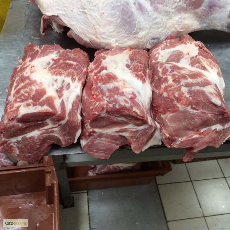 Купить свинину живым весом
