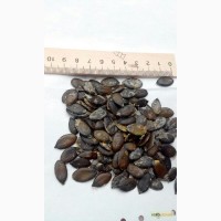 Продам насіння голонасінного гарбуза