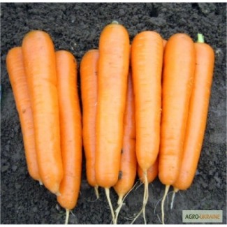 Оригинальные фирменные семена моркови Аттило F1 премиум-класса, Франция Никерсон - Цваан