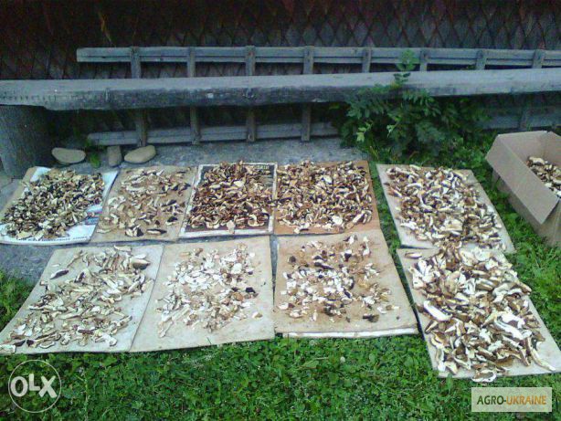 Фото 3. ДЗВОНІТЬ!!! Мариновані білі та сушені білі гриби, урожай 2015 року, Карпати