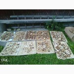 ДЗВОНІТЬ!!! Мариновані білі та сушені білі гриби, урожай 2015 року, Карпати