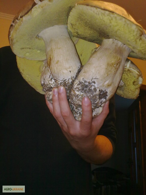 Фото 5. ДЗВОНІТЬ!!! Мариновані білі та сушені білі гриби, урожай 2015 року, Карпати