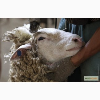 Продам овечью шерсть