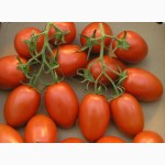 Продам помідори Ріо Гранде з поля