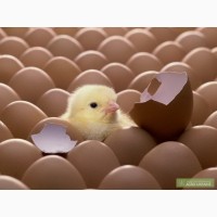 Инкубационное яйцо РОСС-308