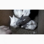 Продам, обменяю кроликов