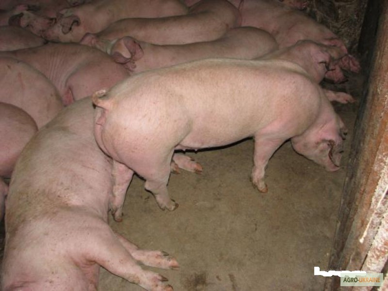 Продам свині мясна порода(F+ДЮРОК) 100ГОЛОВ