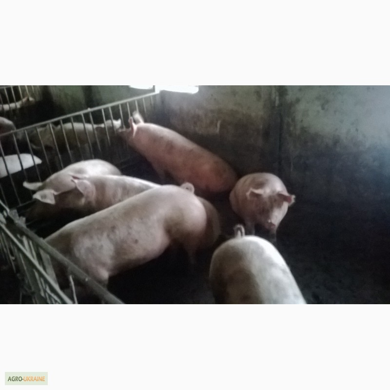 Фото 2. Продам свині мясна порода(F+ДЮРОК) 100ГОЛОВ