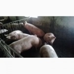 Продам свині мясна порода(F+ДЮРОК) 100ГОЛОВ